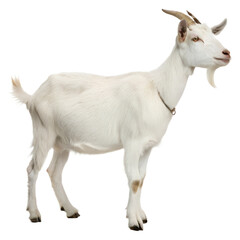 High Quality Saanen Goat PNG Transparent Image