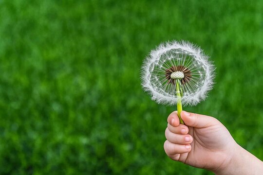 A vibrant shot of a child hand holding a dandelion puff, ready to blow away the seeds into the air