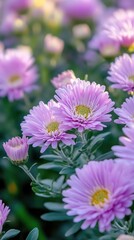 Fototapeta premium Close-up of soft purple daisies in a serene garden setting