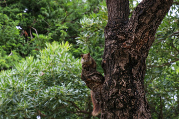 Fototapeta premium Squirrel in a tree