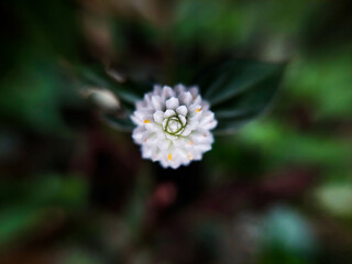 Wild plant flower or weed in macro mode