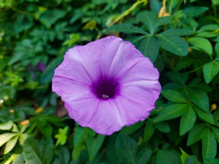 The Charm of Bright Purple Color and Charming Funnel Shape in a Green Garden Background
