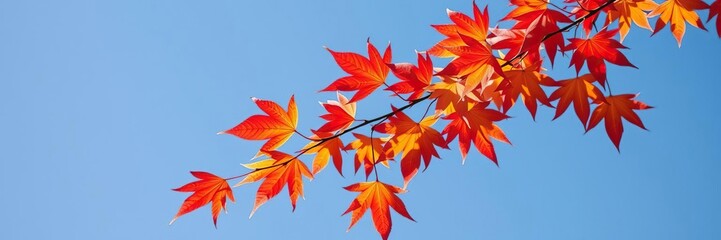 A branch laden with bright red and yellow maple leaves against a clear blue sky, maple leaves, outdoor scenery, fall season