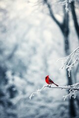 Vibrant Red Bird on Frosty Branch in Winter Landscape - Beautiful Nature Scene with Snowy Background for Wildlife and Seasonal Decor