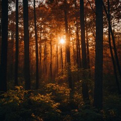 Fototapeta premium A fiery sunset casting deep shadows in a dense forest.