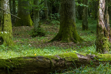 Moss wraped oak trees lying in water