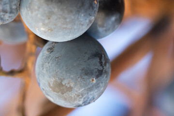 Dewy Blue Grapes on a Vine in Autumn Light