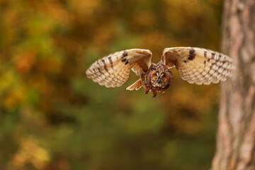 The Bengal eagle-owl (Bubo bengalensis), also widely known as the Indian eagle-owl or rock...