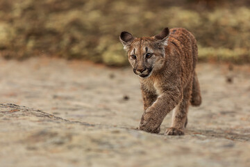 close detail of Cougar (Puma concolor), puma, mountain lion kitten in the wilderness