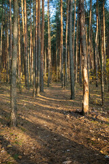 Obraz premium Tall Pine Trees in Sunlit Autumn Forest Landscape