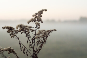 Foggy Countryside Meadow at Sunrise