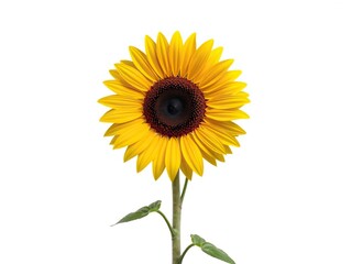 Fototapeta premium A large sunflower with a prominent dark center and sturdy stem standing alone, plant, sunflower