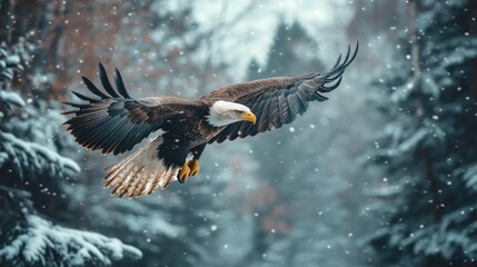 Fototapeta premium Bald Eagle in Flight Through Wintery Forest