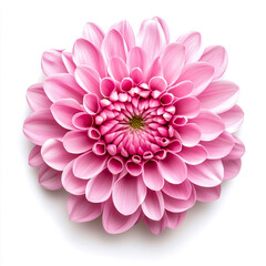 Fototapeta premium chrysanthemum flower isolated on white background.