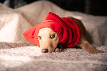 Small  brown rescued puppy with a scarf posing for a photo during preparation for Christmas...