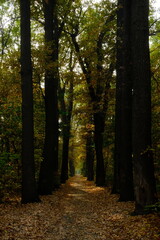 path in autumn forest