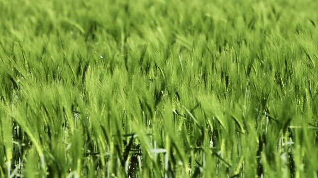 Close up view of vibrant green wheat field with dense, healthy crops swaying gently in sunlight, evoking peace and the promise of fruitful harvest