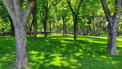 Fototapeta premium trees in the park