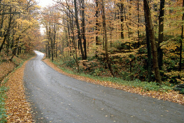 Winding Road Through Forest