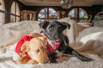 Two little rescued puppies with scarves pose for a photo during preparations for a Christmas party  at their foster home.