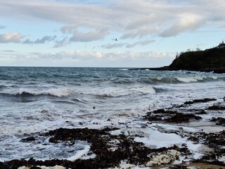 Cloudy Beach Landscape with Water and Trees