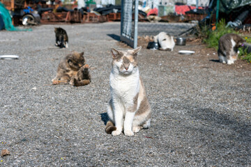 Gatti randagi in un rifugio