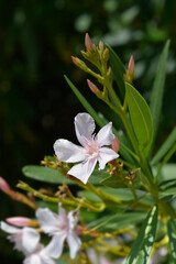 Common oleander flower