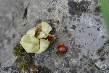 European bladdernut seed