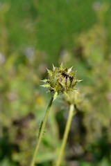 Silver Thistle seed pod