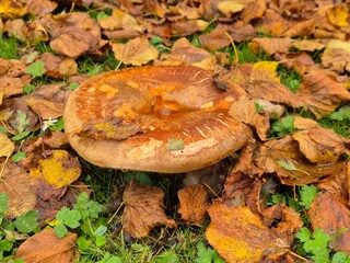 Brown mushroom close view autumn background