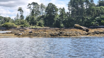 Natural Landscape with Water, Seals and Trees Near a Lake under Cloudy Sky