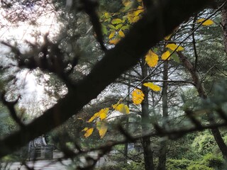 Sky and Plant Landscape with Branches and Flowers