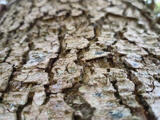 Close view of tree trunk bark pattern