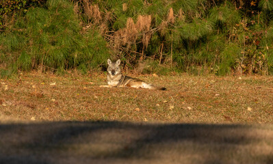 Eastern Coyote on a sunny day in North Carolina, USA