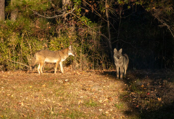 Eastern Coyote on a sunny day in North Carolina, USA