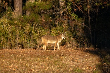 Eastern Coyote on a sunny day in North Carolina, USA