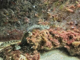 Underwater Scene with Fish in a Reef Aquarium