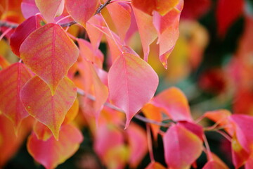 静寂な夜に響く、紅葉のささやき