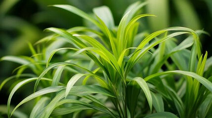 Obraz premium Lush green foliage, vibrant and full of life. Nature's beauty.