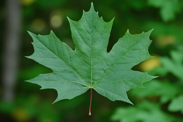 A vibrant green maple leaf, showcasing its intricate venation against a blurred green background.