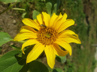 Girasole