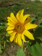 Girasole