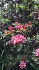 Natural Pink Ixora Chinensis Flower Shrub with Decorative Background, for Wallpapers, Nature Themes, and Elegant Floral Design Elements