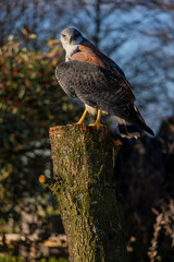 Variable Hawk