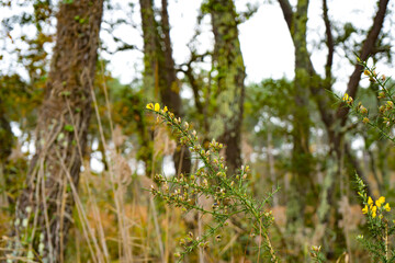 Photo d'une plante d'ajonc prise en macro sur un fond vert