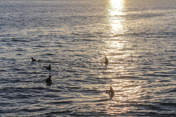 Surfer in California during Sunset waiting to catch a wave