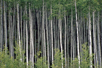 Obraz premium Aspen Forest
