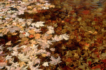 Autumn Leaves on Water