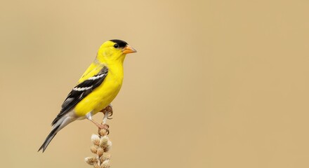 Fototapeta premium American goldfinch perched on plant with subtle beige background for nature and wildlife enthusiasts