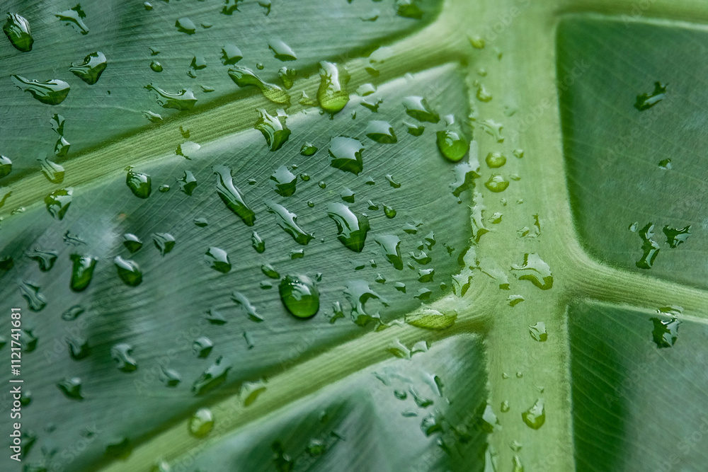 Poster abstract texture background of dew spots on green leaves.abstract patterns and textures.concept of g